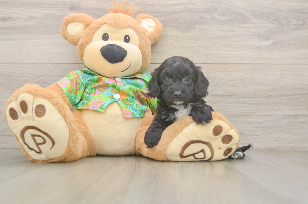 5 week old Cockapoo Puppy For Sale - Seaside Pups