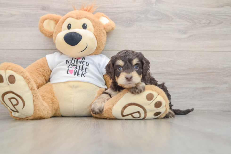 Small Cockapoo Baby