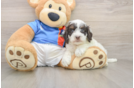 Best Cockapoo Baby