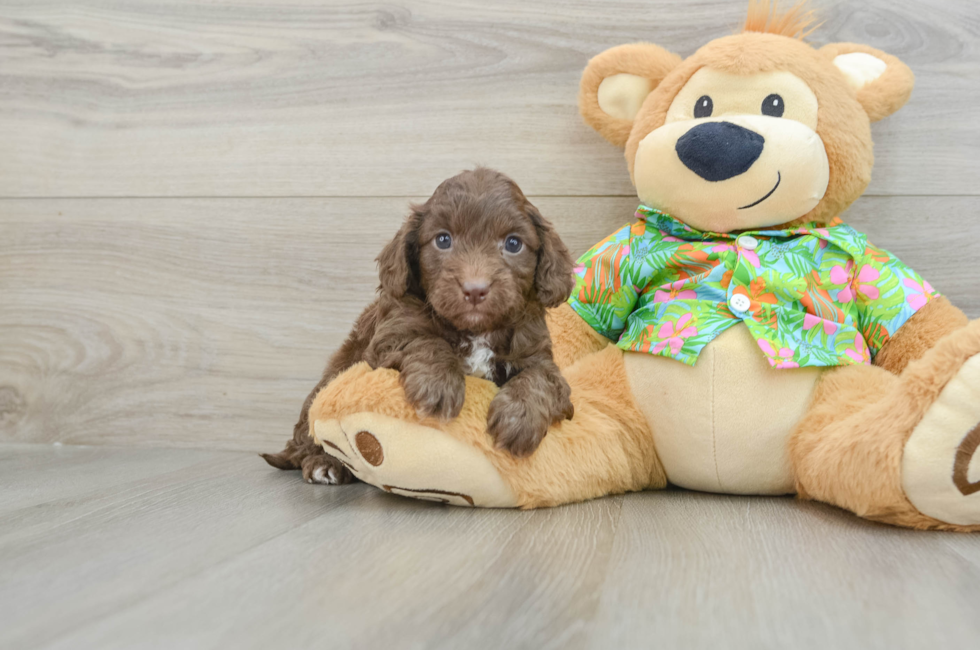 6 week old Cockapoo Puppy For Sale - Seaside Pups