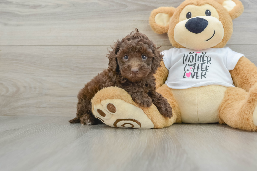 5 week old Cockapoo Puppy For Sale - Seaside Pups