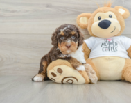 7 week old Cockapoo Puppy For Sale - Seaside Pups
