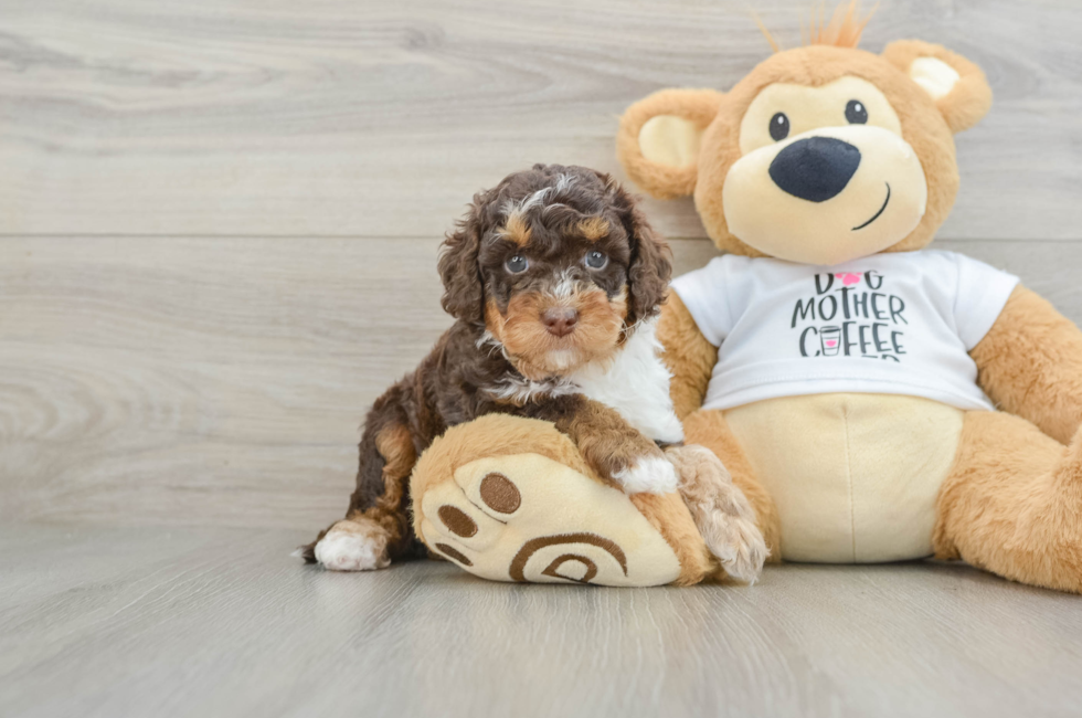 6 week old Cockapoo Puppy For Sale - Seaside Pups