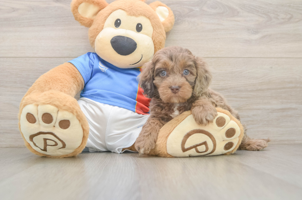 5 week old Cockapoo Puppy For Sale - Seaside Pups