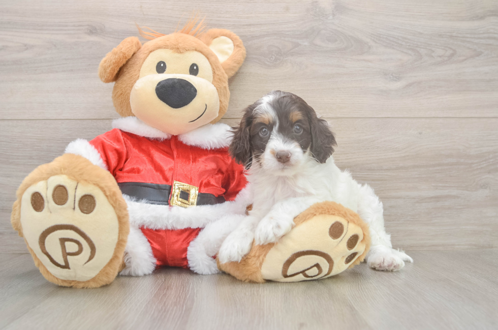 5 week old Cockapoo Puppy For Sale - Seaside Pups