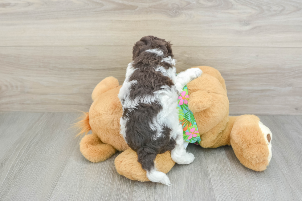 Hypoallergenic Cocker Doodle Poodle Mix Puppy