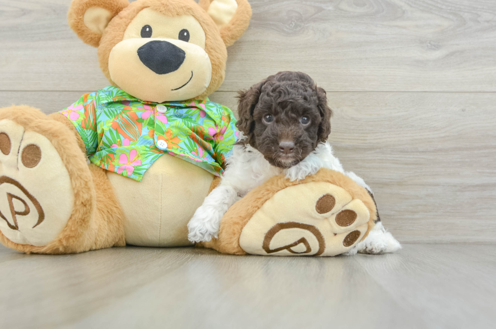 5 week old Cockapoo Puppy For Sale - Seaside Pups