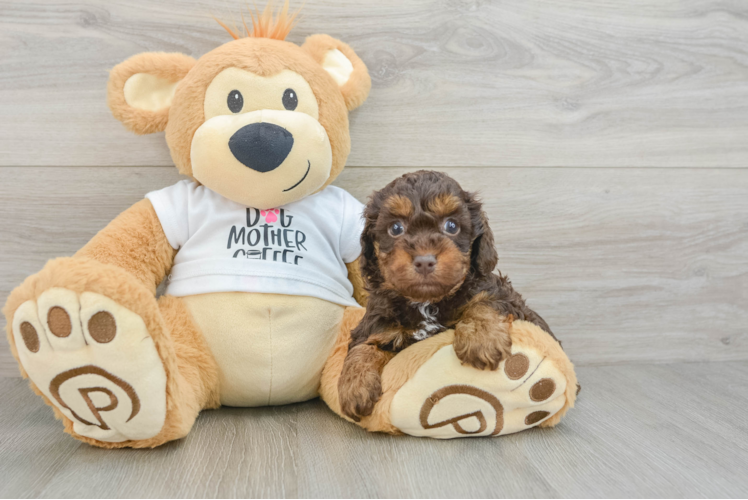 Cute Cockapoo Baby