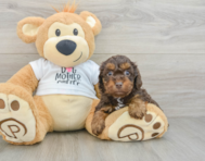 7 week old Cockapoo Puppy For Sale - Seaside Pups