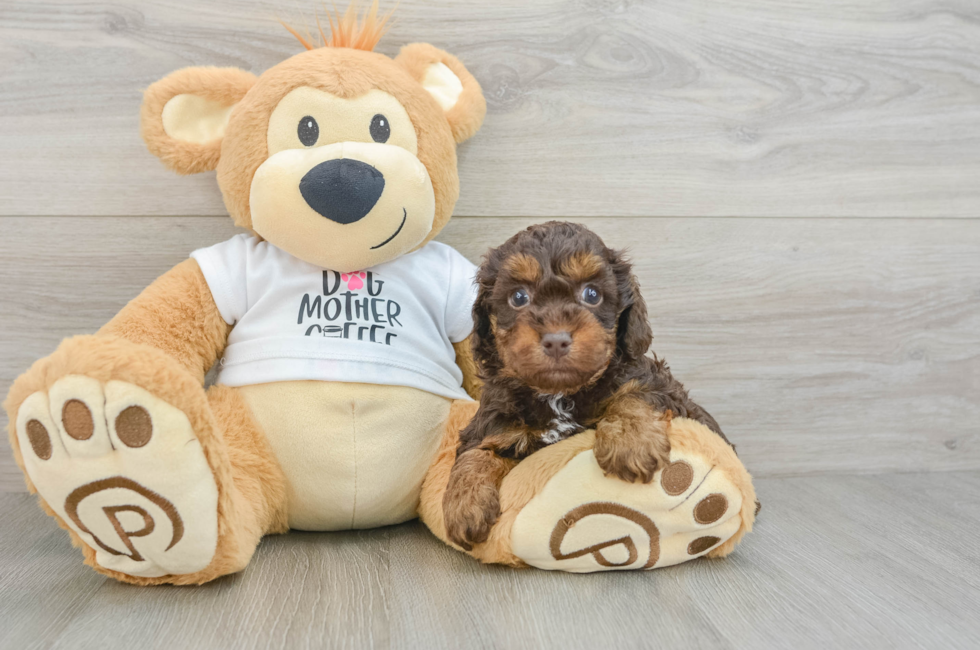 5 week old Cockapoo Puppy For Sale - Seaside Pups