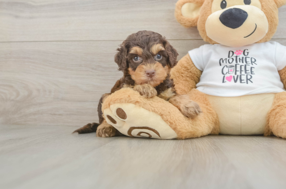 5 week old Cockapoo Puppy For Sale - Seaside Pups