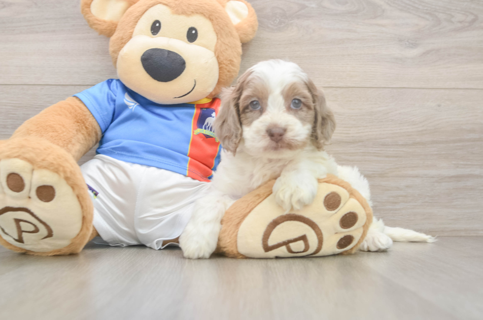 5 week old Cockapoo Puppy For Sale - Seaside Pups