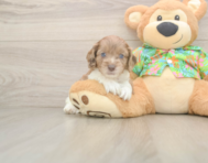 6 week old Cockapoo Puppy For Sale - Seaside Pups