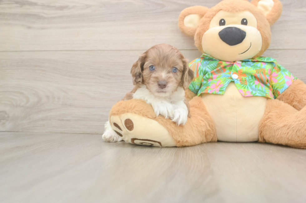 5 week old Cockapoo Puppy For Sale - Seaside Pups