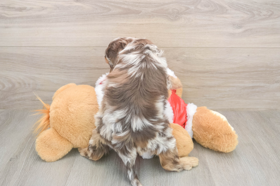 Sweet Cockapoo Baby