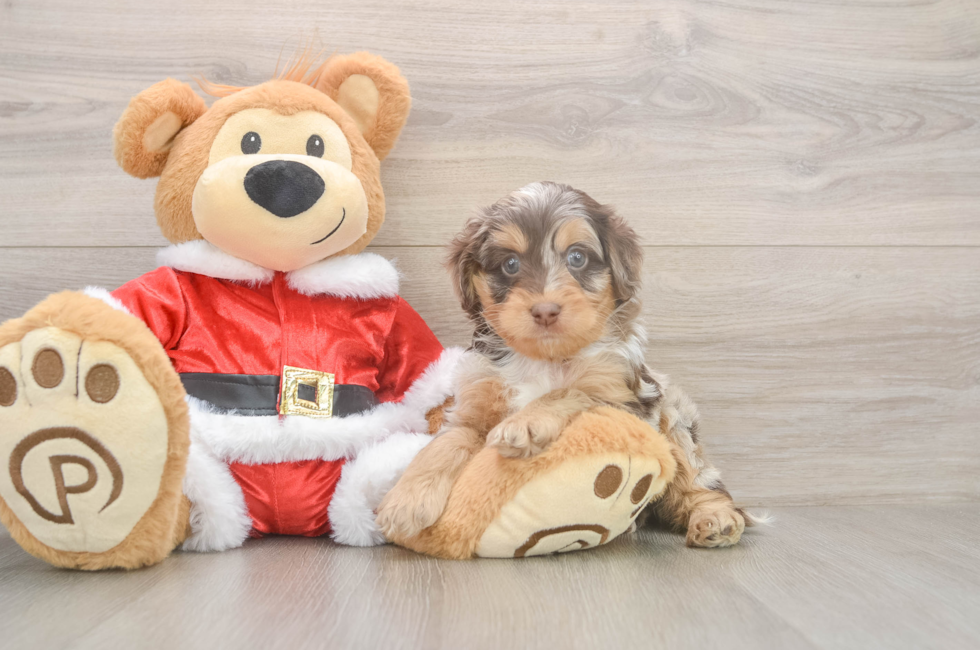 5 week old Cockapoo Puppy For Sale - Seaside Pups