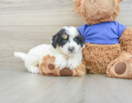 7 week old Cockapoo Puppy For Sale - Seaside Pups