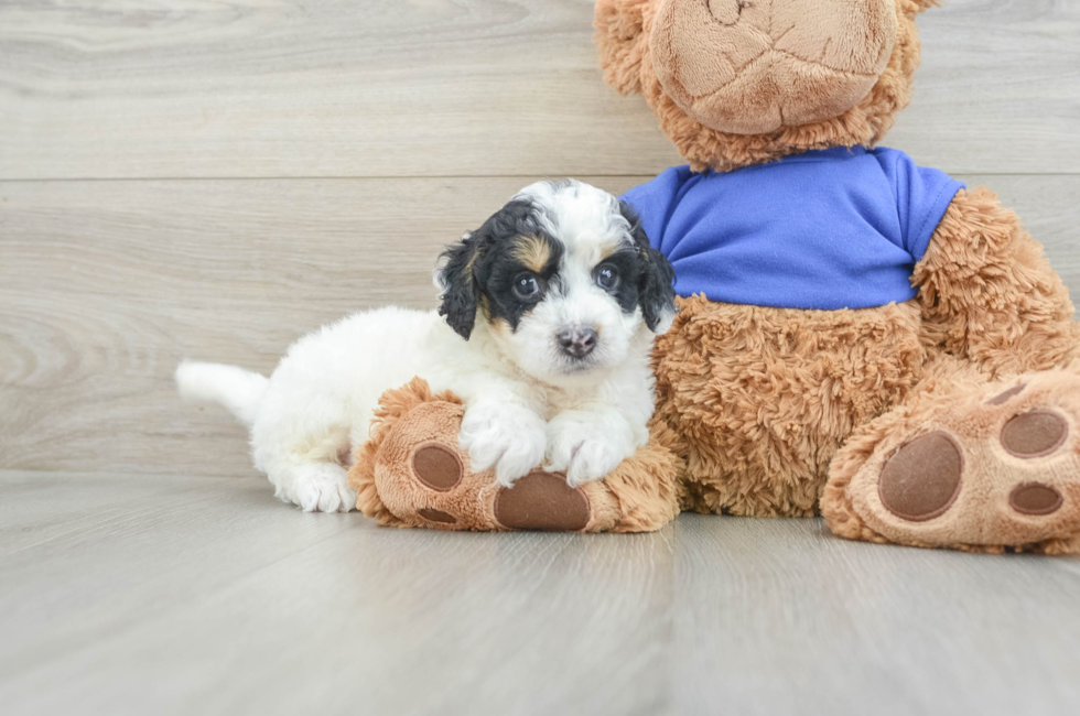 7 week old Cockapoo Puppy For Sale - Seaside Pups