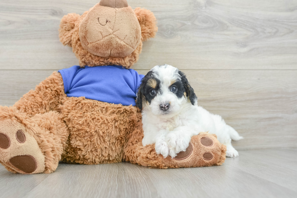 Cockapoo Puppy for Adoption