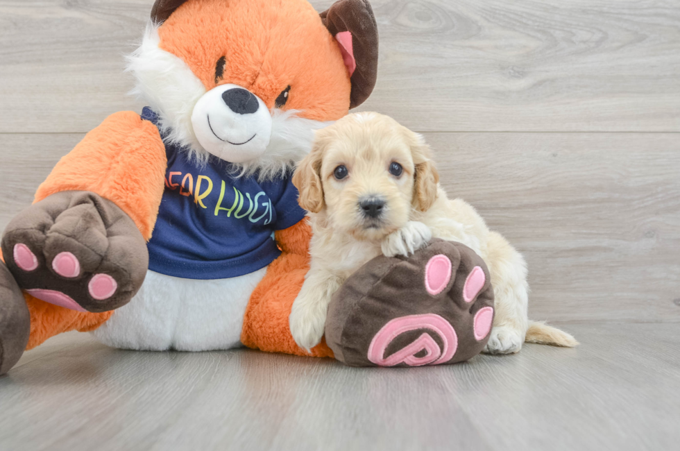 5 week old Cockapoo Puppy For Sale - Seaside Pups
