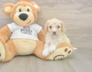 5 week old Cockapoo Puppy For Sale - Seaside Pups