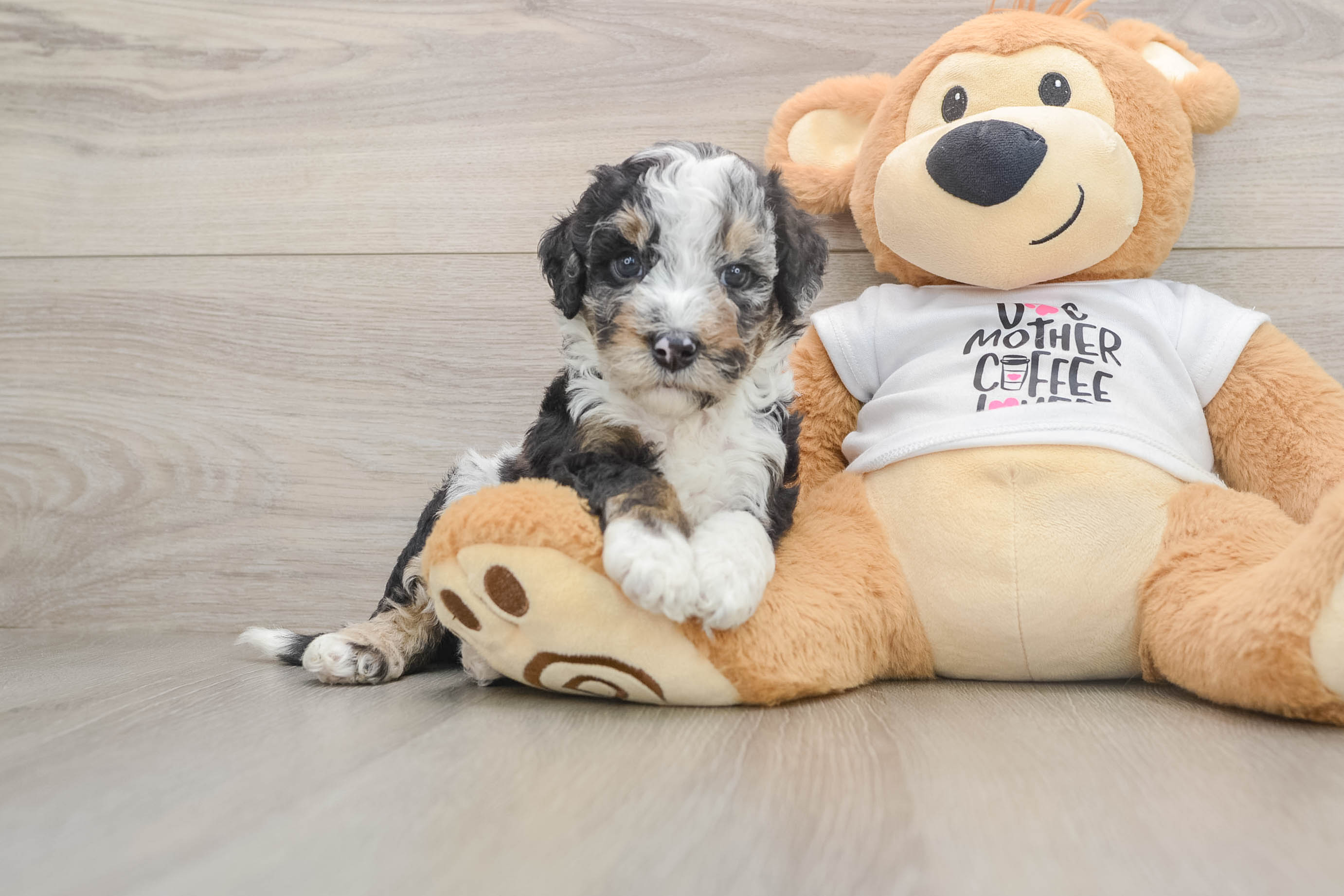 Playful Cocker Doodle Poodle Mix Puppy