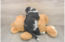 Cockapoo Puppy for Adoption