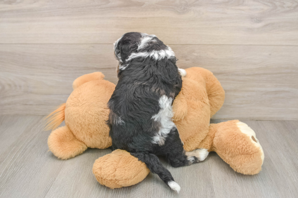 Cockapoo Puppy for Adoption