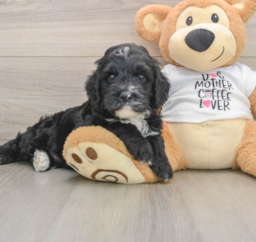5 week old Cockapoo Puppy For Sale - Seaside Pups