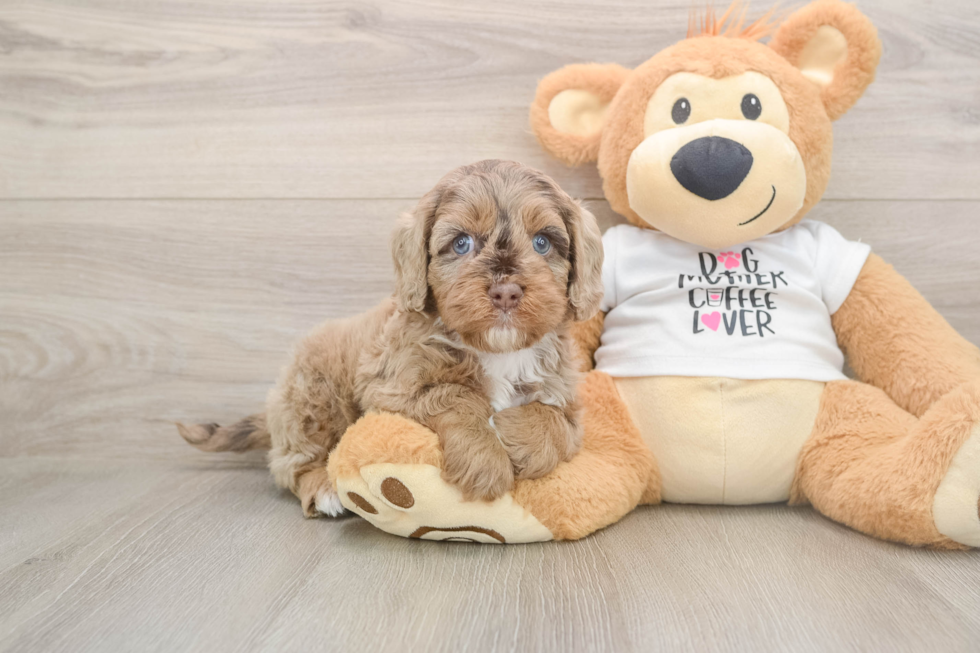 Cockapoo Pup Being Cute