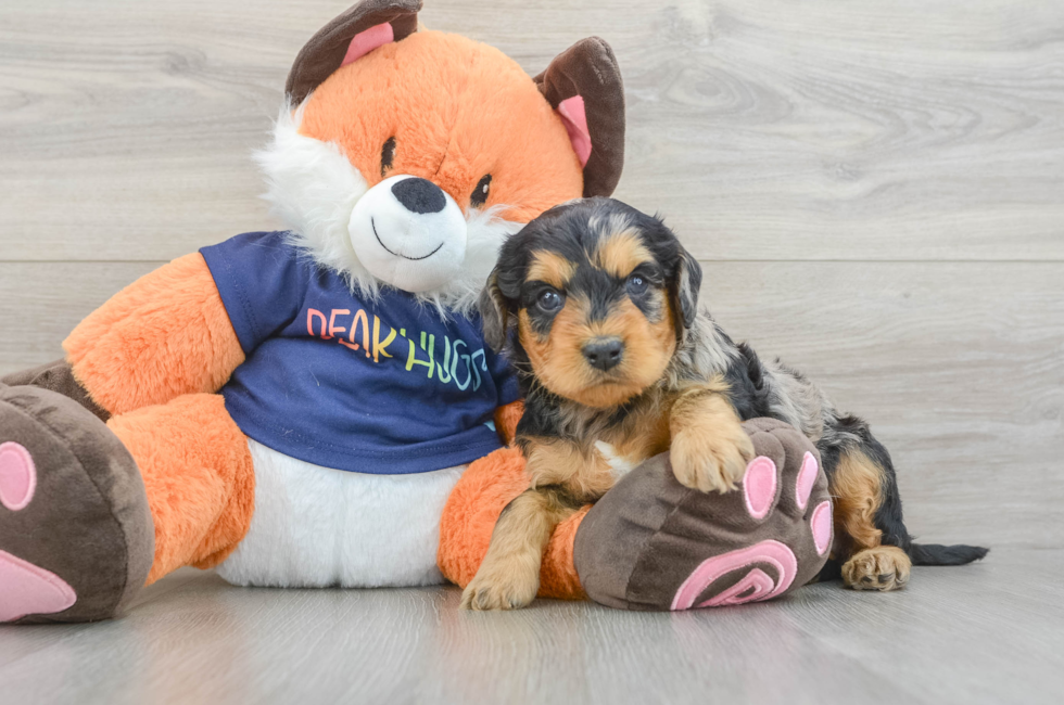 5 week old Cockapoo Puppy For Sale - Seaside Pups
