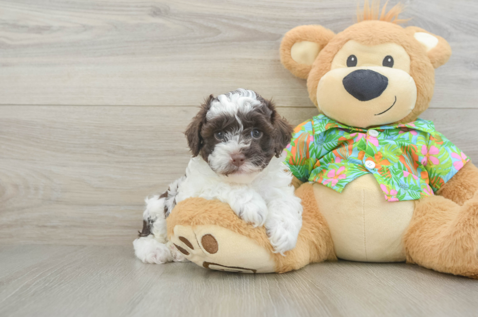 5 week old Cockapoo Puppy For Sale - Seaside Pups