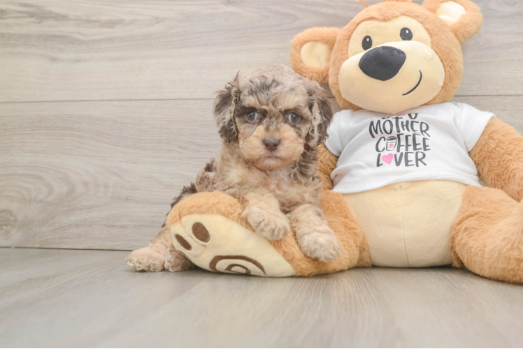 Playful Cocker Doodle Poodle Mix Puppy