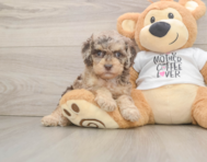 8 week old Cockapoo Puppy For Sale - Seaside Pups
