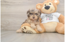 Playful Cocker Doodle Poodle Mix Puppy