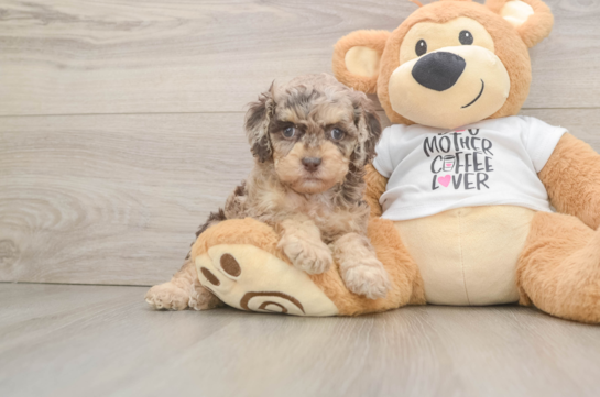 Playful Cocker Doodle Poodle Mix Puppy