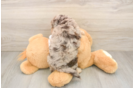 Best Cockapoo Baby