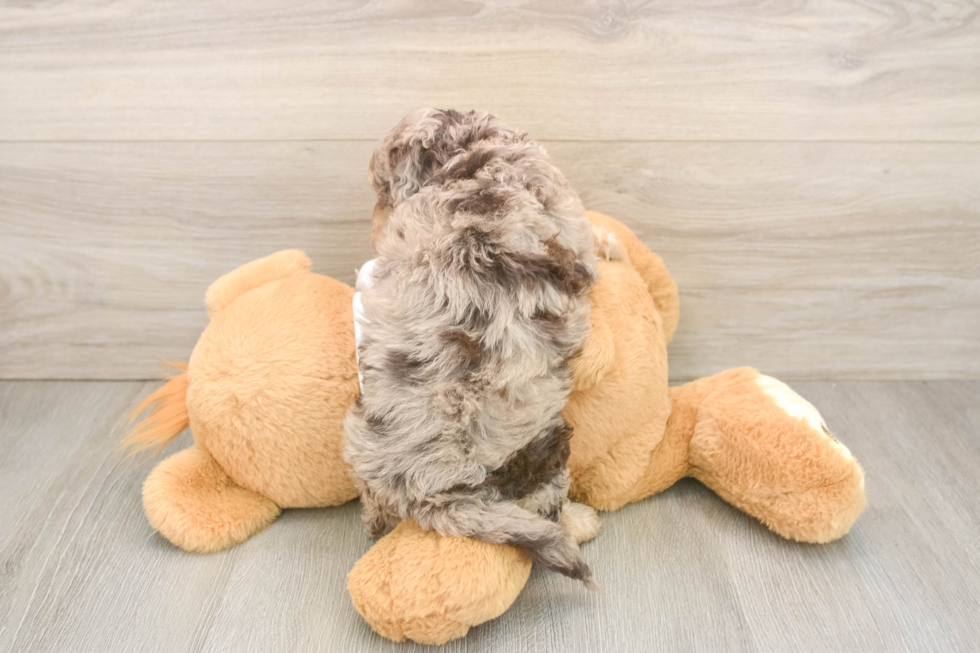 Best Cockapoo Baby