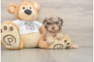 Little Cocker Doodle Poodle Mix Puppy