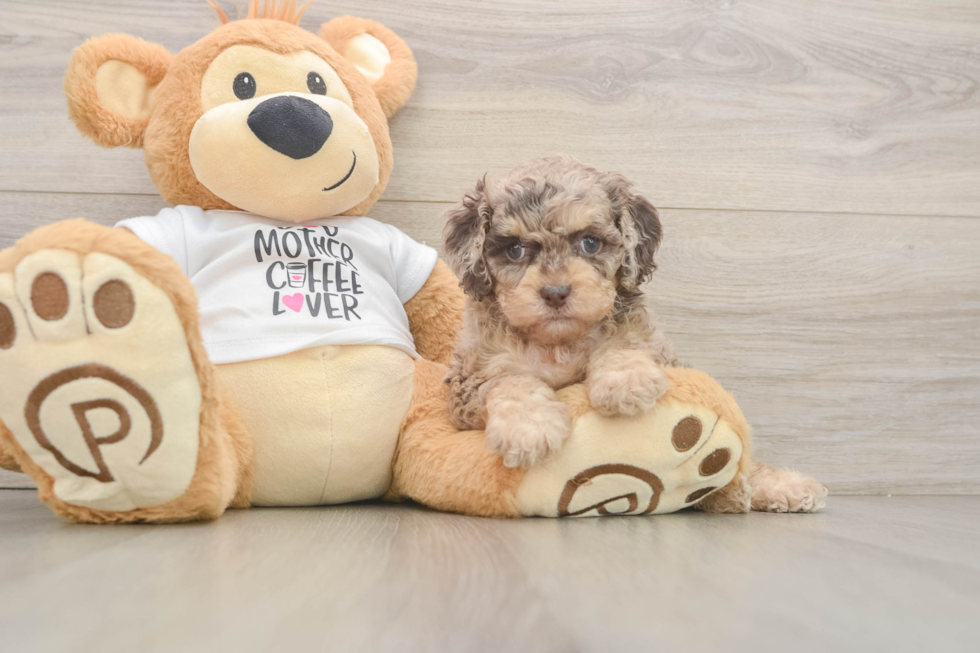 Little Cocker Doodle Poodle Mix Puppy