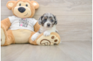 Fluffy Cockapoo Poodle Mix Pup