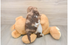 Cockapoo Pup Being Cute