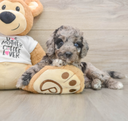 6 week old Cockapoo Puppy For Sale - Seaside Pups