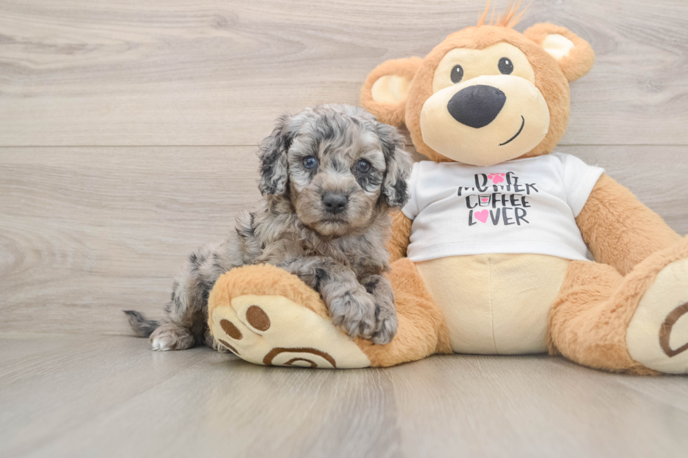 Cockapoo Puppy for Adoption