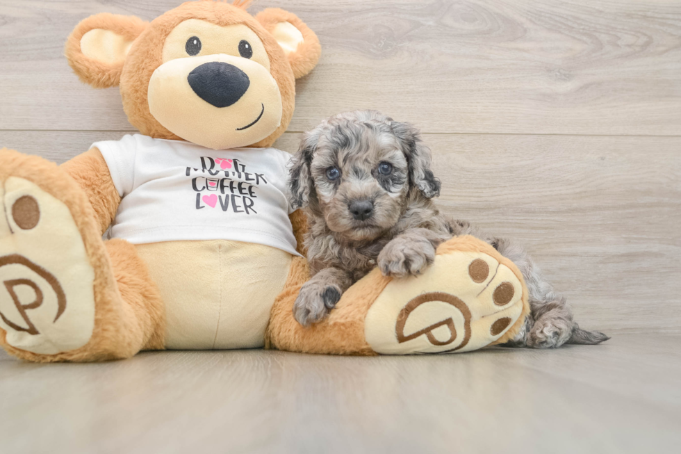 Smart Cockapoo Poodle Mix Pup