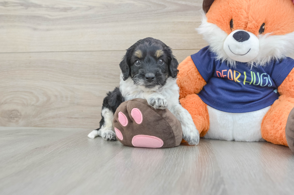 5 week old Cockapoo Puppy For Sale - Seaside Pups