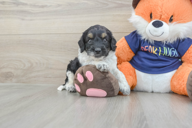 Meet Gentry - our Cockapoo Puppy Photo 1/3 - Seaside Pups