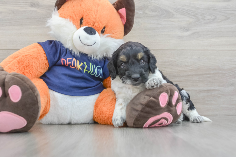 Meet Gentry - our Cockapoo Puppy Photo 3/3 - Seaside Pups