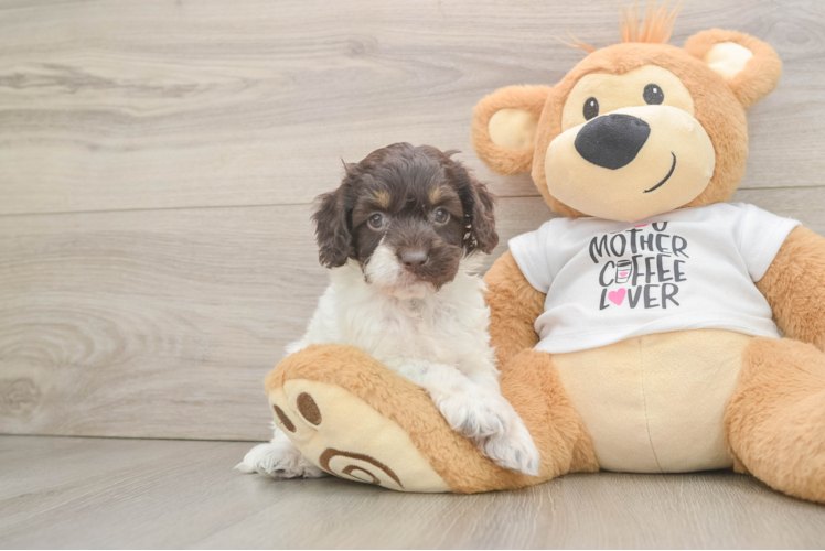 Best Cockapoo Baby