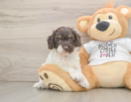 8 week old Cockapoo Puppy For Sale - Seaside Pups